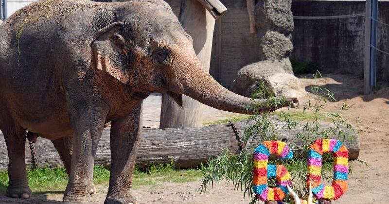 Geburtstag Zoo