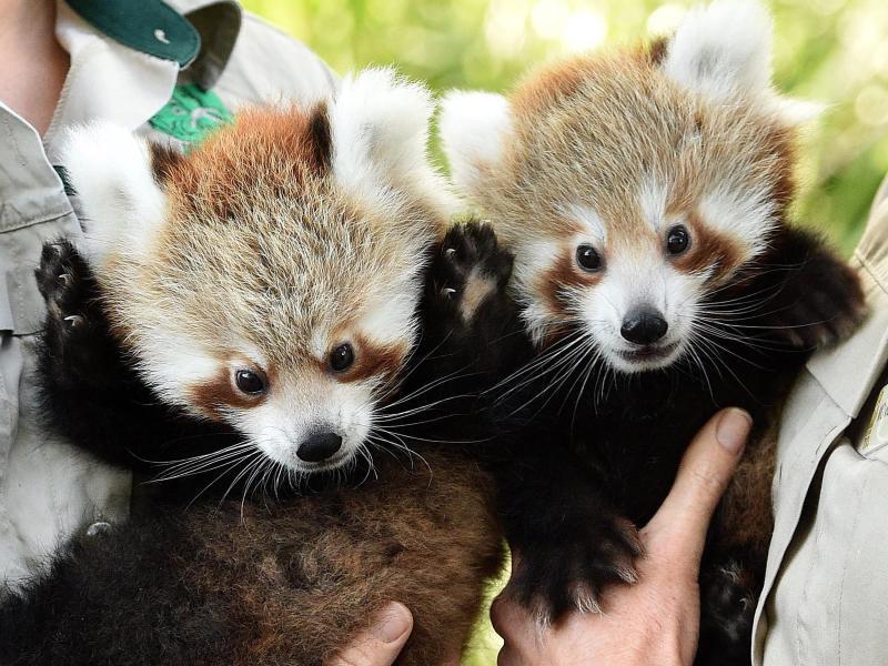 PandaZwillinge meistern ersten Auftritt in Melbourne