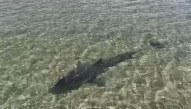 Weißer Hai in Australien gestrandet: Tourist filmt Rettungsaktion mit Drohne