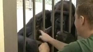 Kitzeln für die Wissenschaft: Gorilla bricht bei Experiment in Gelächter aus