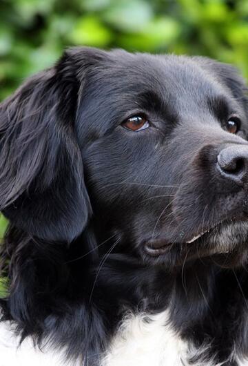 Hund, Hunderasse, exotisch, Aussehen, unentdeckt, Charaktereigenschaften, besonders