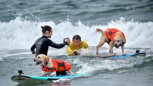 "Incredible Dog Challenge" - Surfmeisterschaft für Hunde