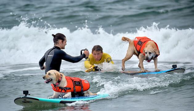 "Incredible Dog Challenge" - Surfmeisterschaft für Hunde