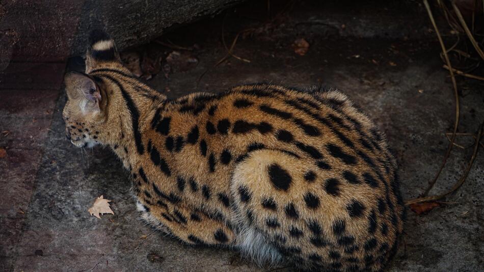 Serval auf Drogen im Baum gefunden.