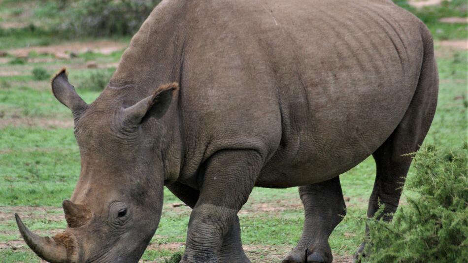 Kurzfilm gedenkt letzem weißen Nashorn-Männchen.