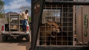 700 Wildtiere ziehen wegen Gewalt in Mexiko um