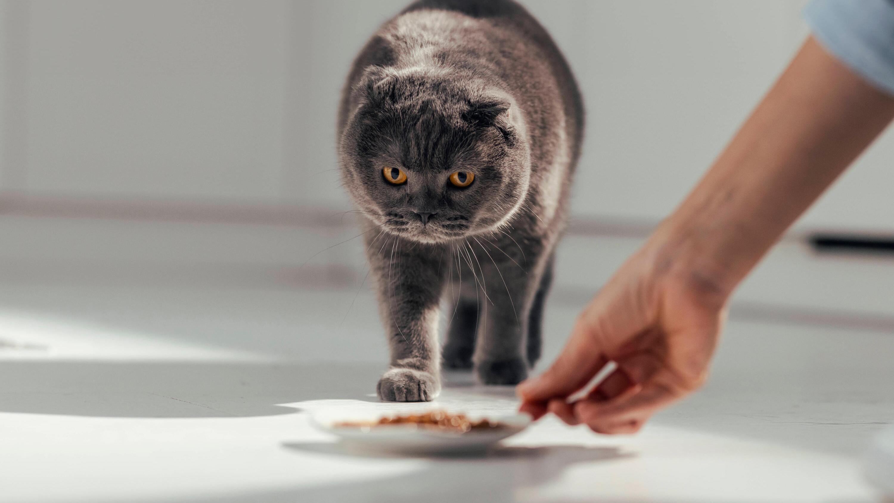 Katze riecht am Futter, aber frisst nicht: Das kann dahinter stecken |  WEB.DE