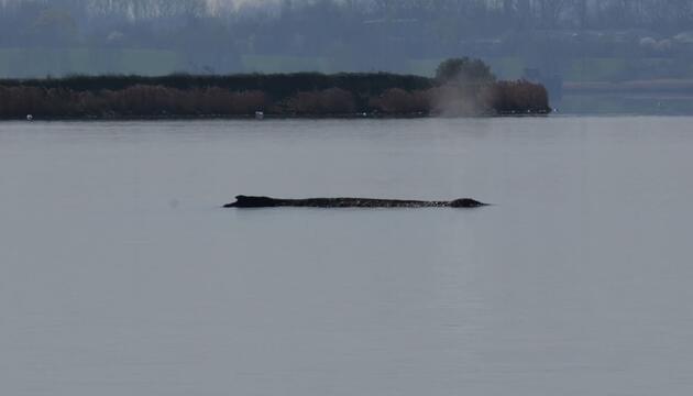 Wal vor Poel bewegt Urlauber: Zustand laut Fachleuten kritisch