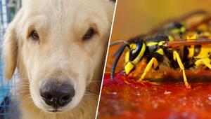 Insektenstich beim Haustier? Wann es gefährlich wird
