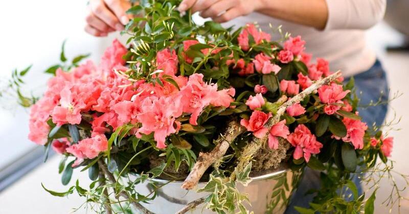 Blüten für den Winter Azaleen mögen feuchte Erde WEB.DE