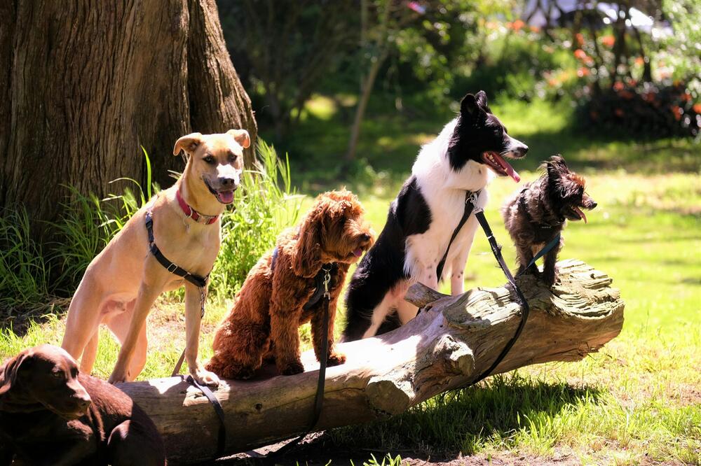 Große Hunde leiden oft an Gelenkserkrankungen.