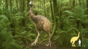 Moa