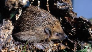 Igel