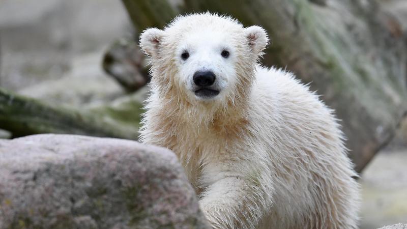 Eisbrin Lili in Bremerhaven - Erstes Bad im Freien | WEB.DE