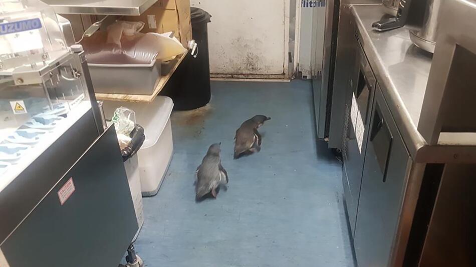 Pinguine richten sich unter Sushi-Stand in Neuseeland ein