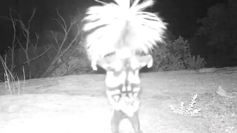 Nationalpark in Arizona: Überwachungskamera zeigt mysteriöses Tier im Handstand