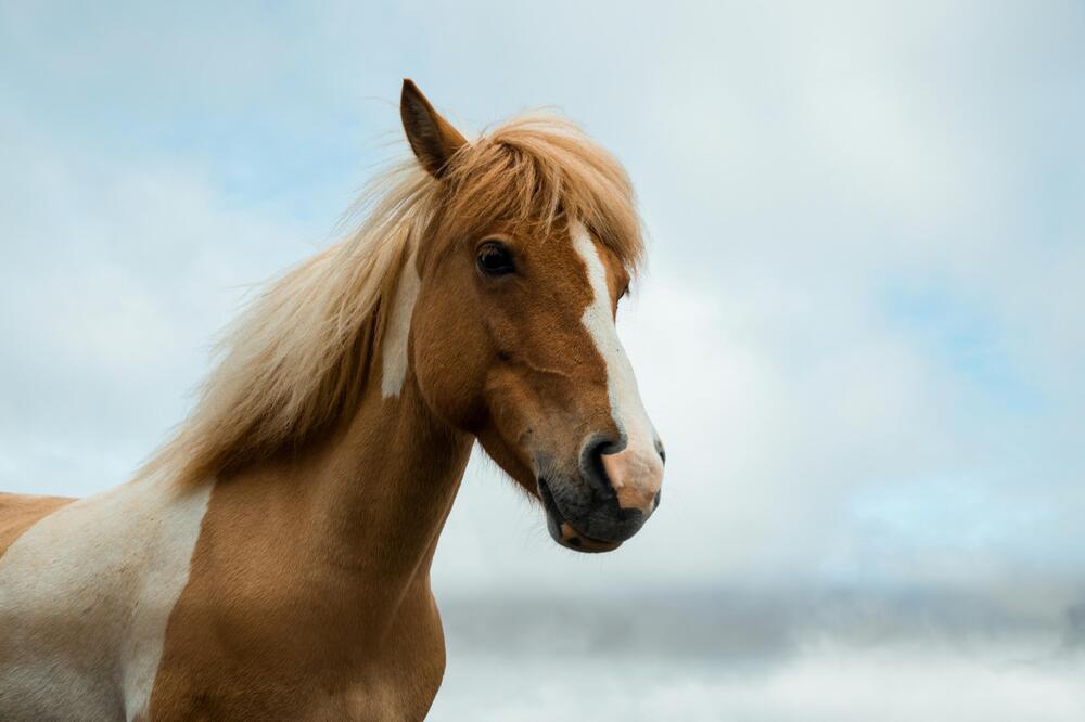 Hengste haben mehrere Chancen.