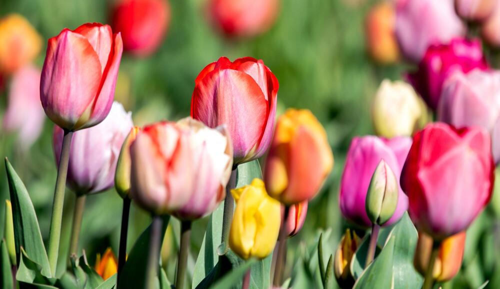 Vorsicht giftig: Diese Frühblüher können gefährlich werden