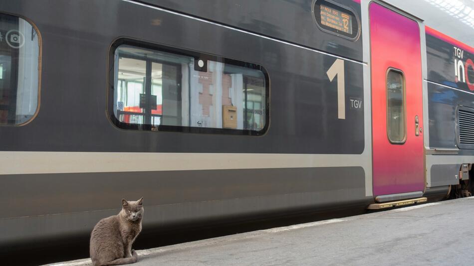 In Wien fährt eine taube Katze U-Bahn.