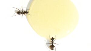 Zwei Ameisen sitzen an einem Tropfen Zuckerlösung