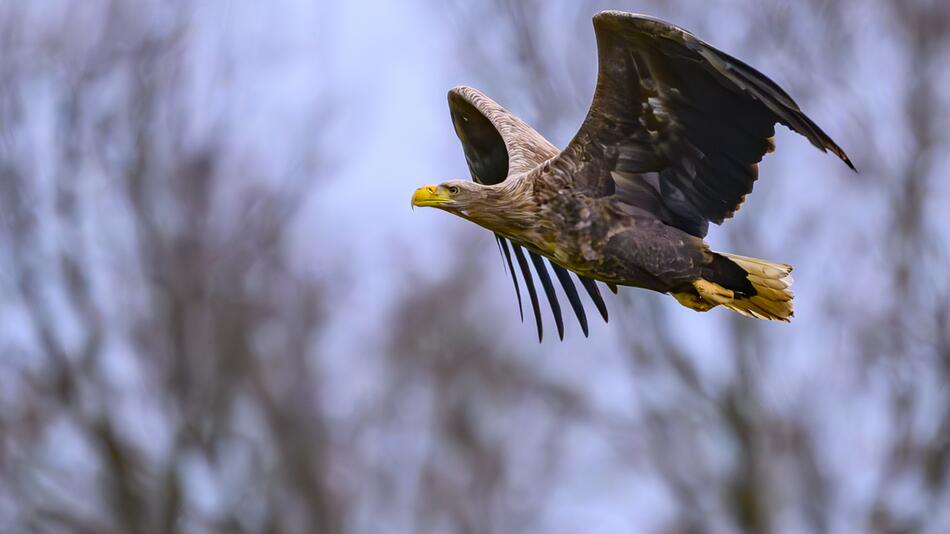 Seeadler