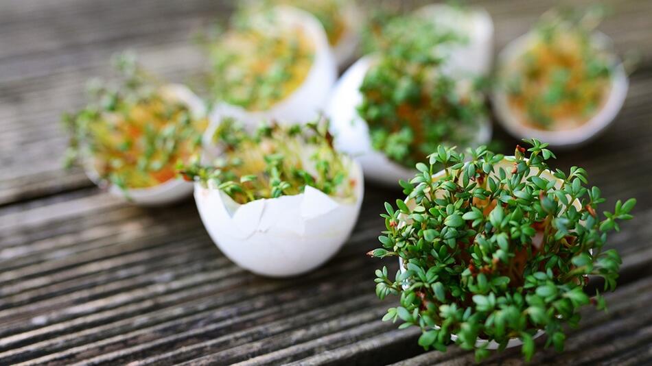 Kresse pflanzen Ostern