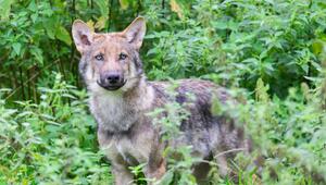 Wolf in einem Gehege