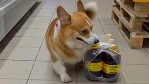 Schwere Last, kurze Beine: Corgi schleppt Getränke-Packung durch Supermarkt