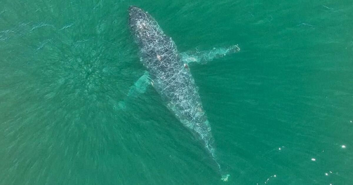 Wal schwimmt grausam verletzt vor Küste: Forscher haben Verdacht - Video | WEB.DE