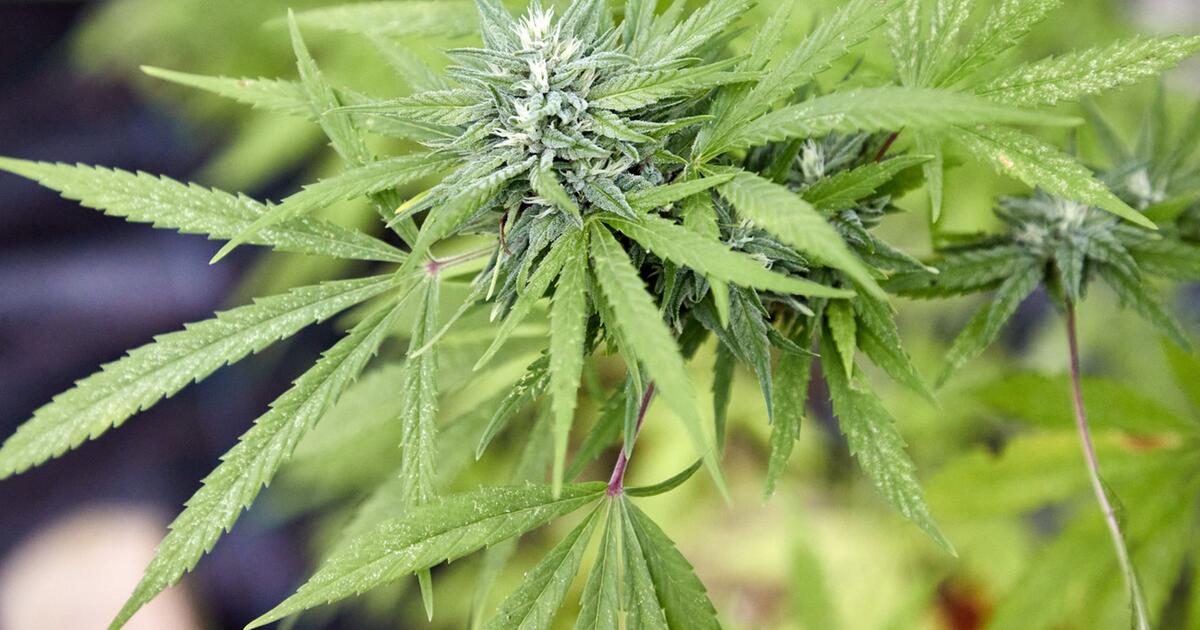 Wird erster Cannabis-Anbauverein von MV rausgeschmissen?