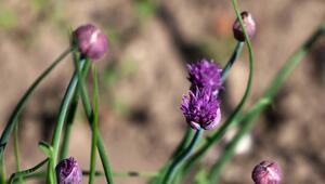 Schnittlauch, Blüte