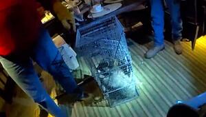 Waschbär stürzt in Restaurant und beißt Gast