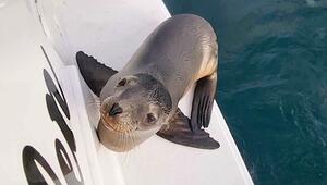 Hilfesuchendes Tier: Krankes Seelöwen-Baby springt auf Boot