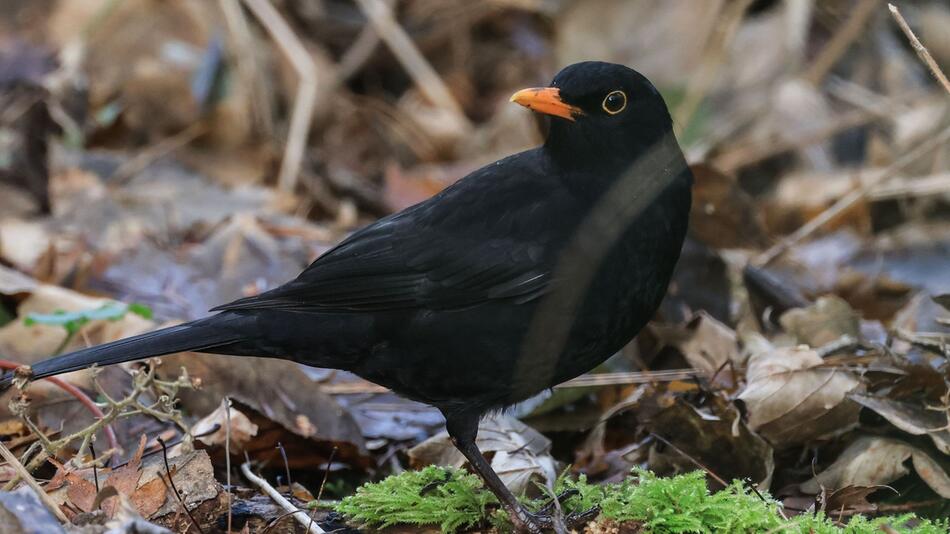 Wintervögel - Amsel