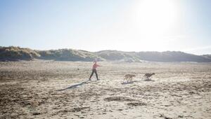 Dänemark-Urlaub: Hier sind Hunde willkommen.