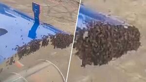 Frachtluke gekapert: Bienenschwarm legt Passagierflugzeug lahm