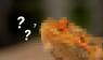 Welches Tier suchen wir?