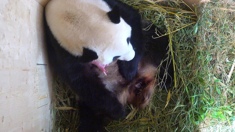 Großer Panda, Wien, Schönbrunn, Baby, Jungtier