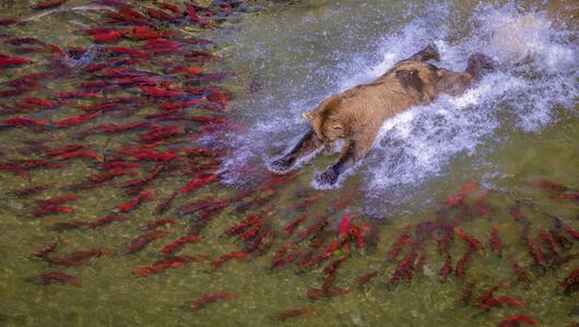 reFocus Awards, Color Photography