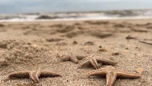 Überall Seesterne: Sturm spült große Menge Jungtiere auf Sylter Strand