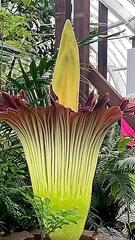 Gestank zieht Besucher an: Leichenblume blüht in San Francisco