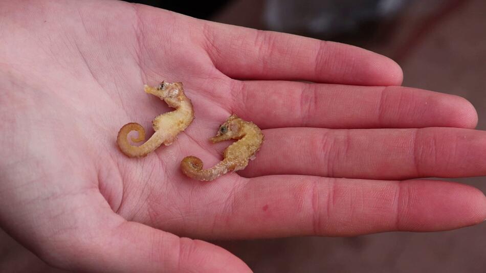 Zwei selten Seepferdchen am Strand von Wangerooge entdeckt