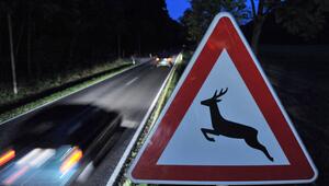 Achtung Wildwechsel