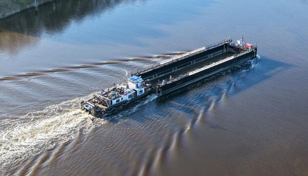 Weitere Entwicklung zum Buckelwal in der Ostsee