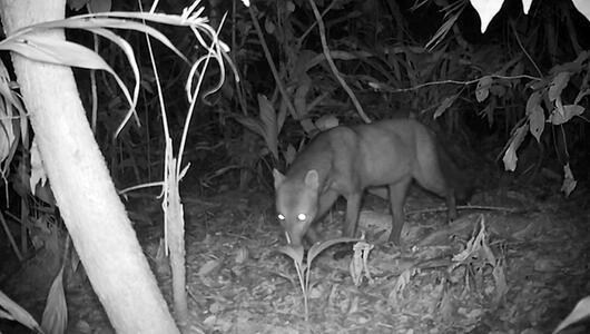 Phantom im Amazonasgebiet: Kameras enthüllen Geheimnisse des Kurzohrfuchses