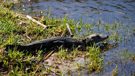 Zurich Classic Golfturnier in Louisiana