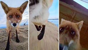 Raubzug am Strand: Frecher Fuchs klaut Handy