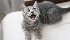 Katze