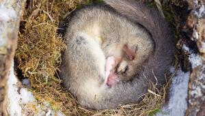 Siebenschläfer schläft