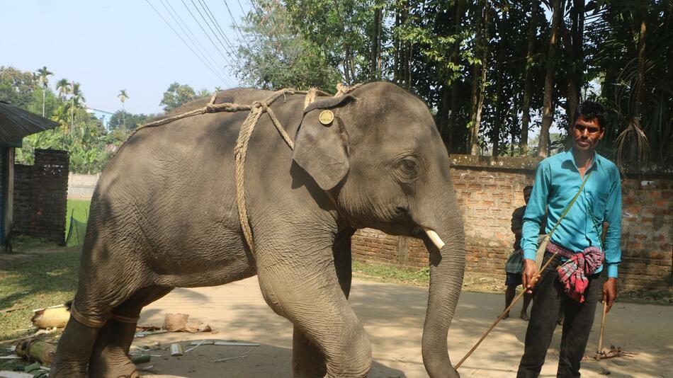 Bangladesch verbietet Domestizierung wilder Elefanten